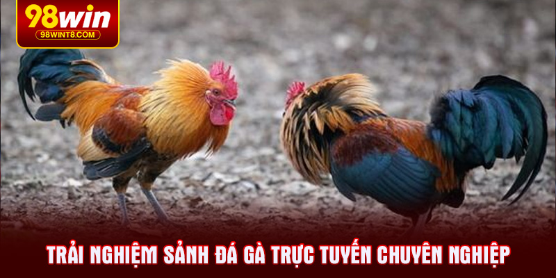 Trải nghiệm sảnh đá gà trực tuyến chuyên nghiệp